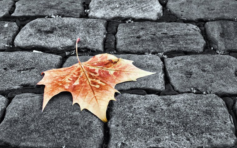 Осенние листья