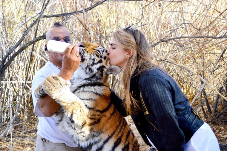 Кара Делевинь с тигром