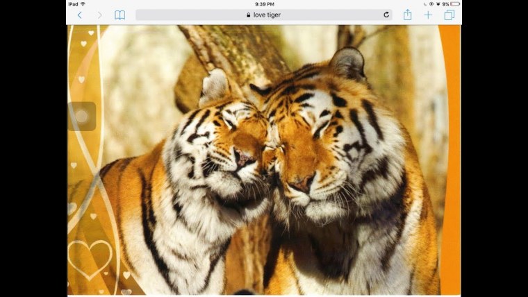 Влюбленные тигры