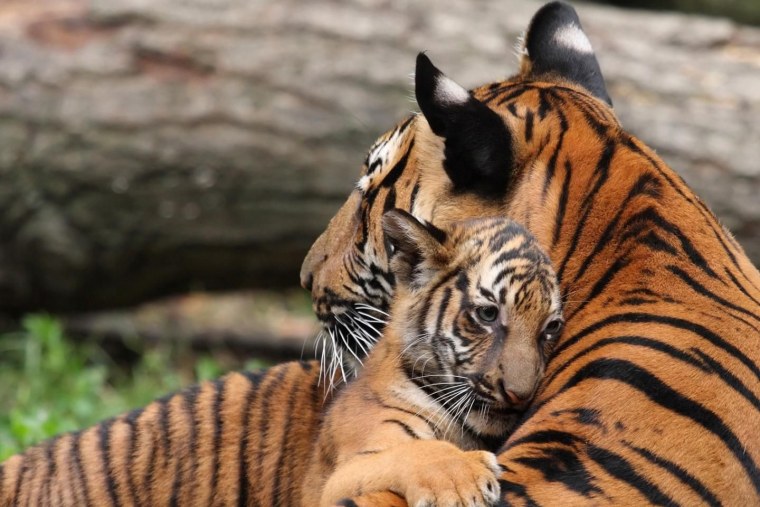 Животные и Детёныши