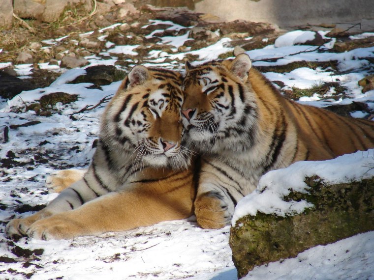 Пара тигров