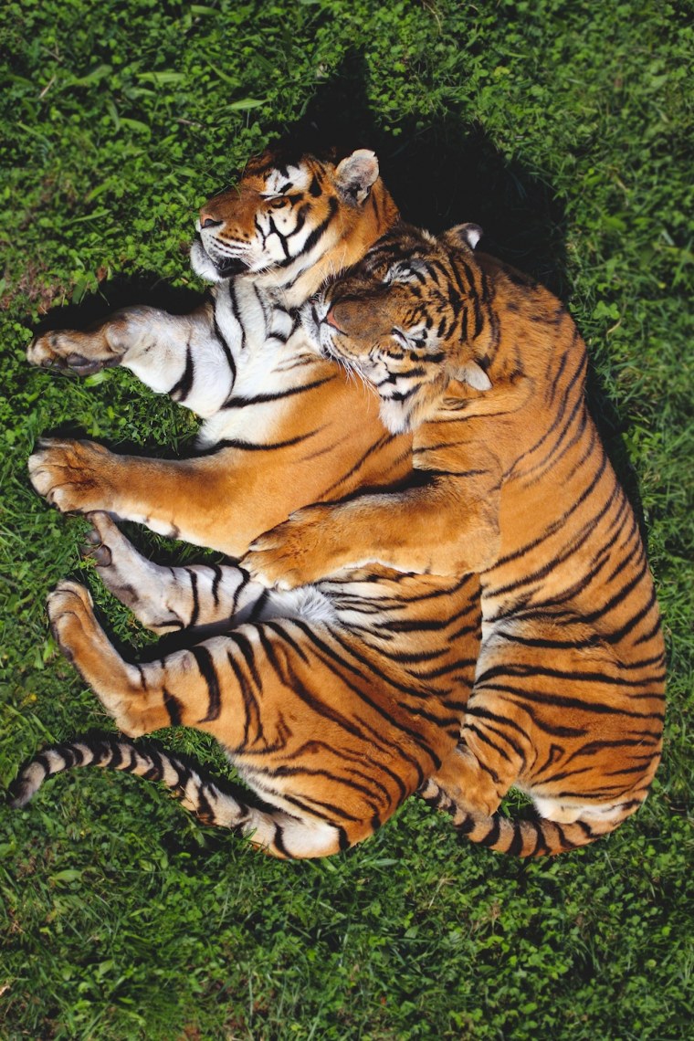 Тигр и тигрица