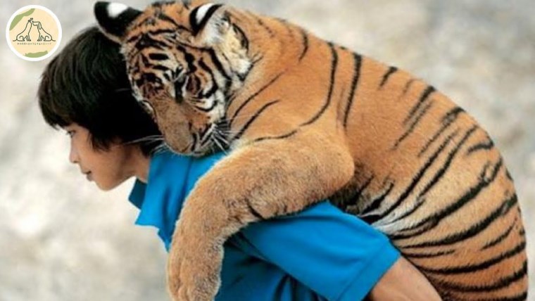 Клипарт тигры в обнимку с человеком