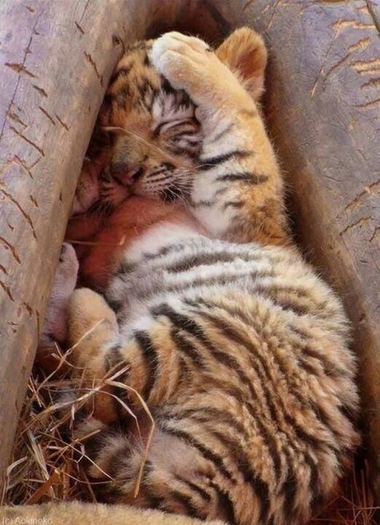 Спящий тигр