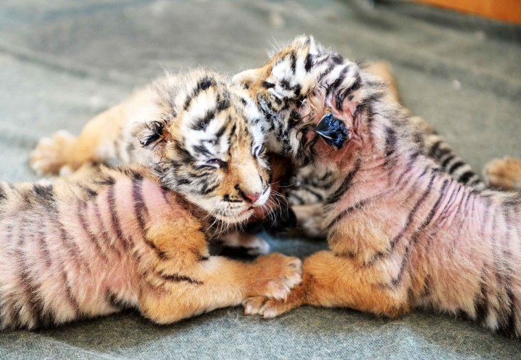 Тигренок с мамой