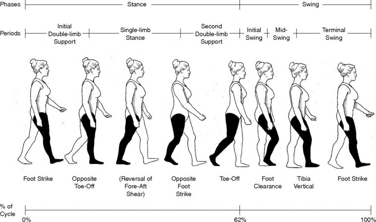 Цикл походки человека