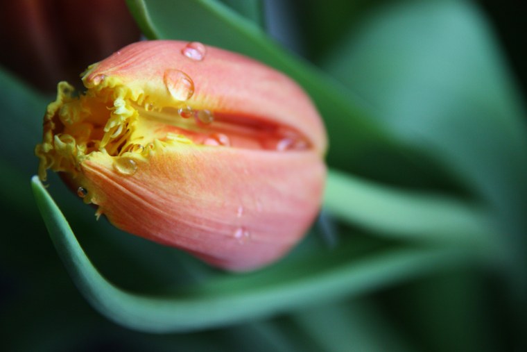 Тюльпаны Макросъемка