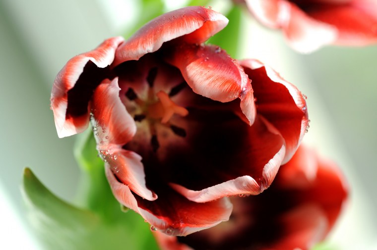 Раскрывшийся тюльпан