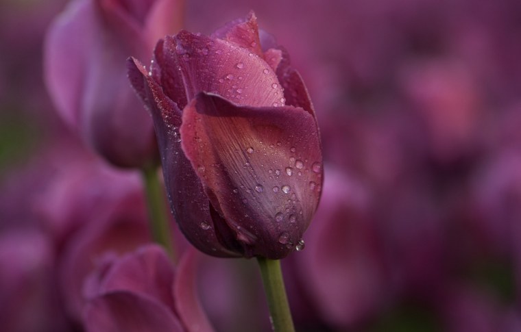 Тюльпан бордовый