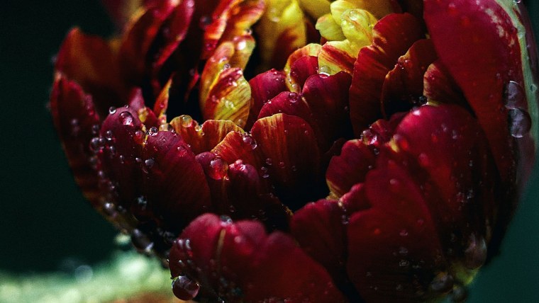 Пионы на темном фоне макро фото