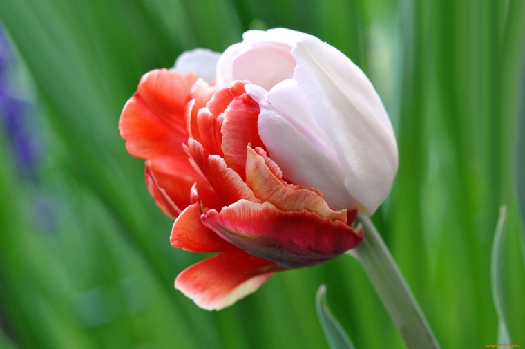 Тюльпаны махровые макро