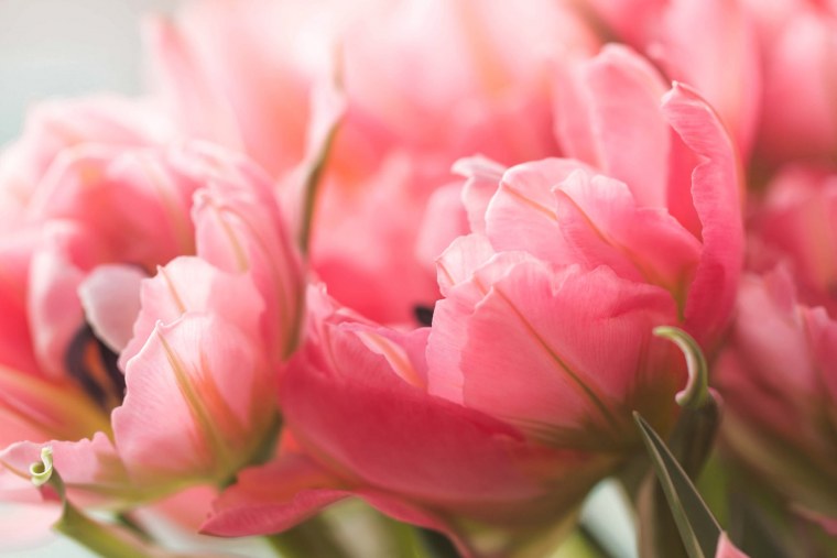 Тюльпаны макро