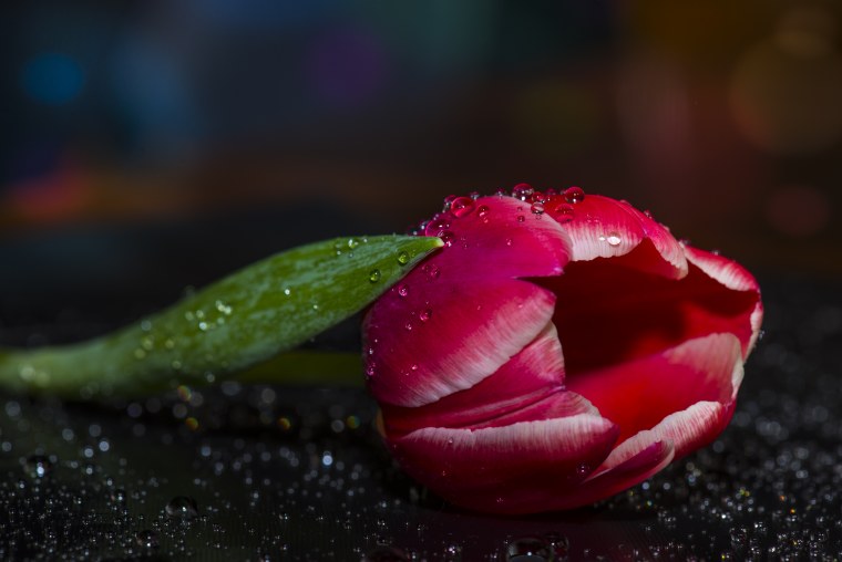 Тюльпаны макро