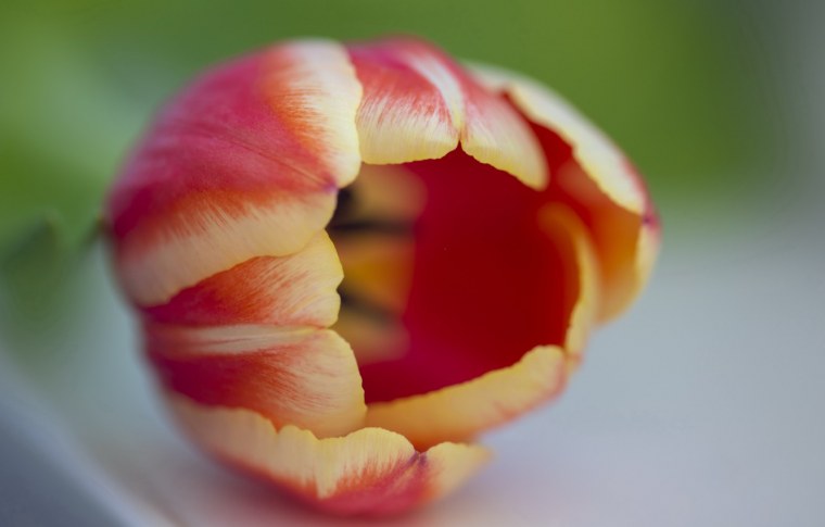 Макросъемка подборка