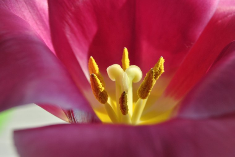 Тюльпан серединка