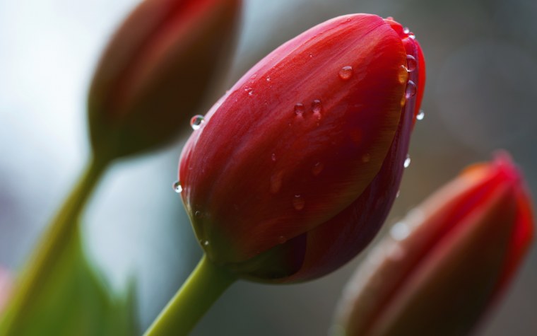 Тюльпаны макро