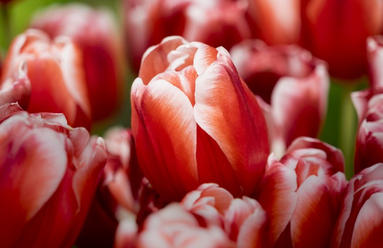 Красные махровые тюльпаны