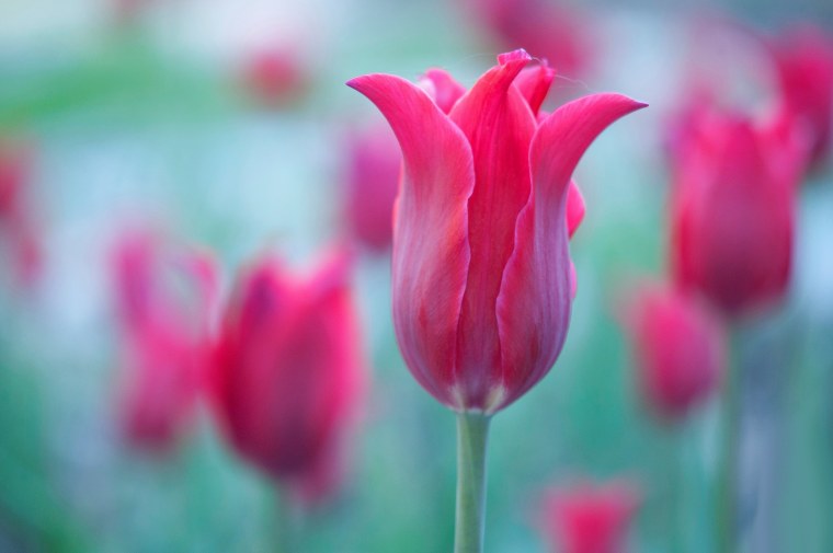 Тюльпаны макро