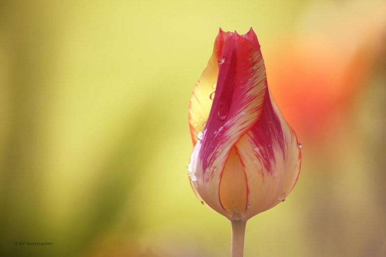 Тюльпаны бутон макро