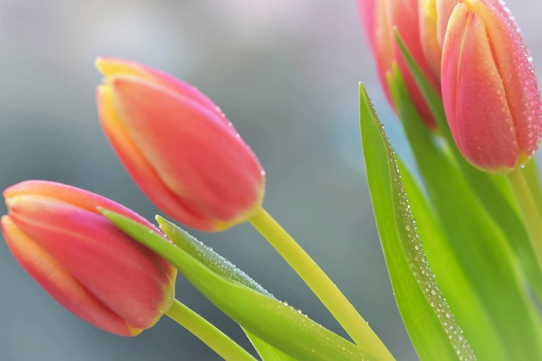 Весна цветы тюльпаны