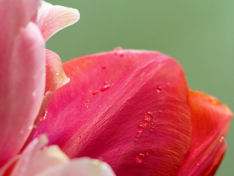 Тюльпаны Макросъемка