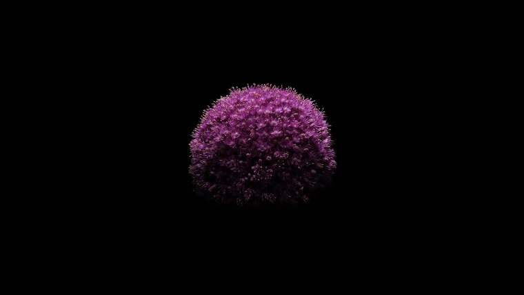 Цветы Минимализм