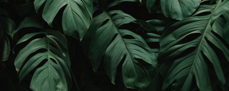 Листья Эстетика