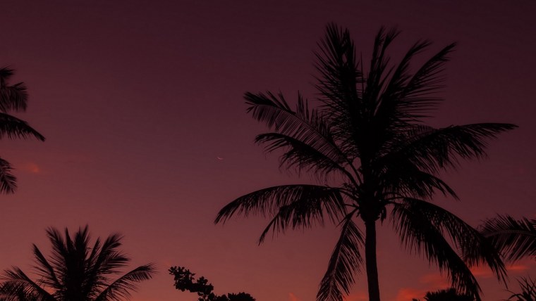 Вечерние пальмы