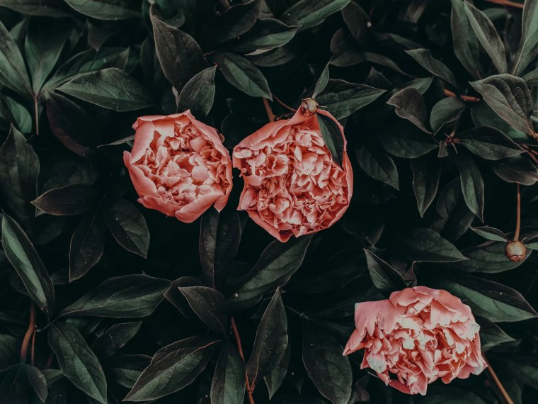 Пионы на темном фоне