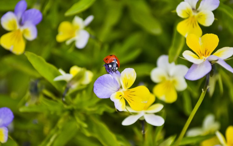 Анютины глазки луговые