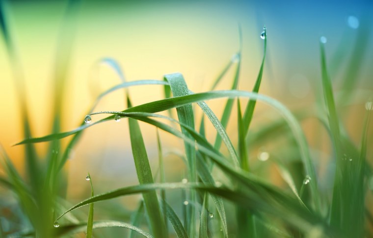 Заставка трава