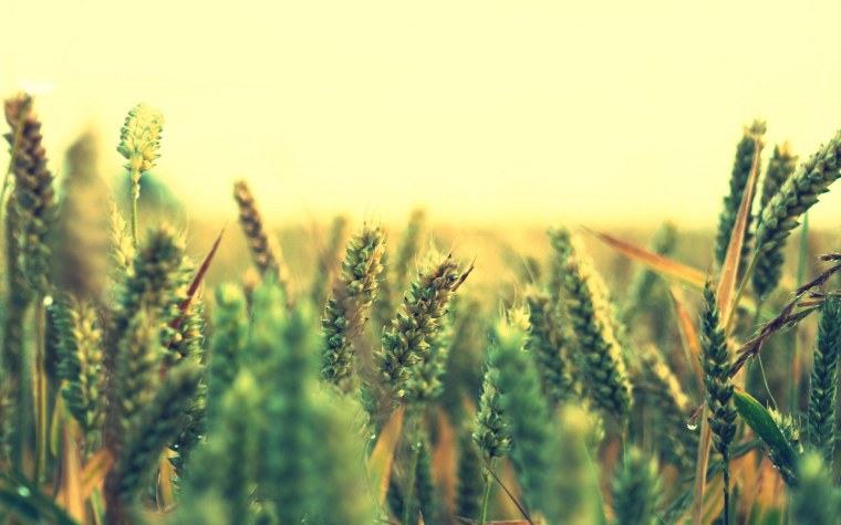 Природа трава колосья