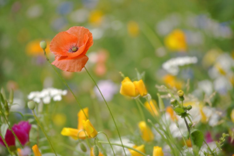 Летняя Поляна