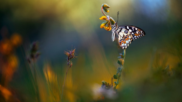Бабочки в поле