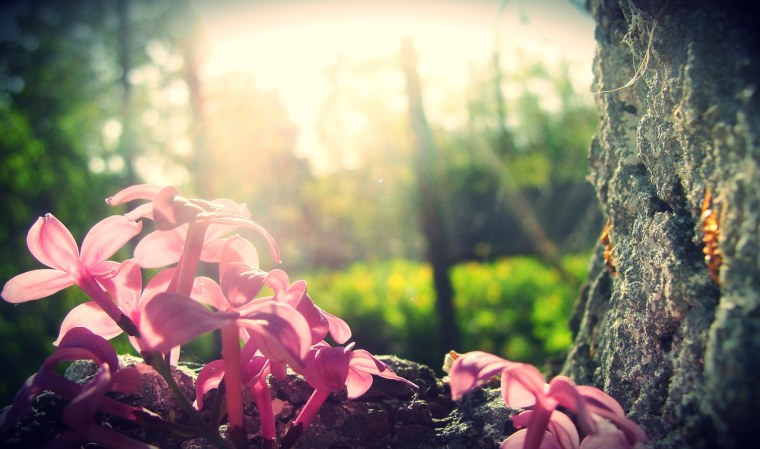 Нежные Лесные цветы