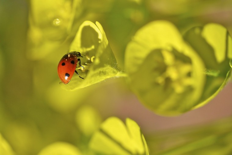 Божья коровка на траве