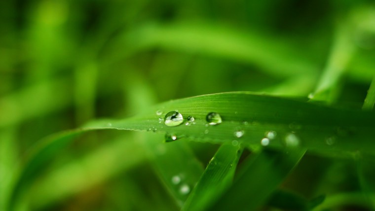 Трава Макросъемка