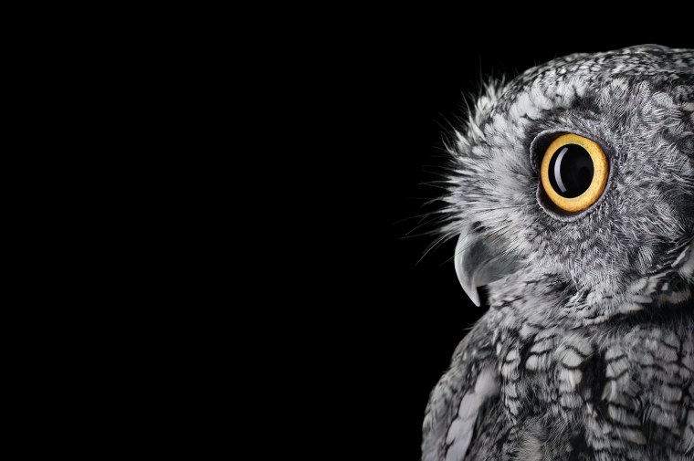 Сова обои