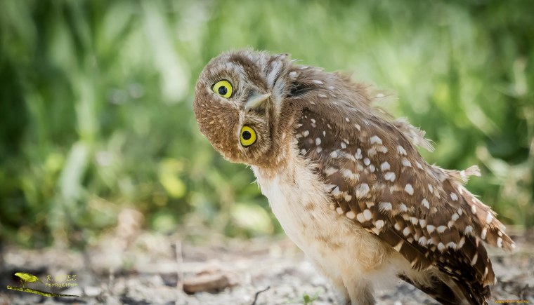 Сова Капуша