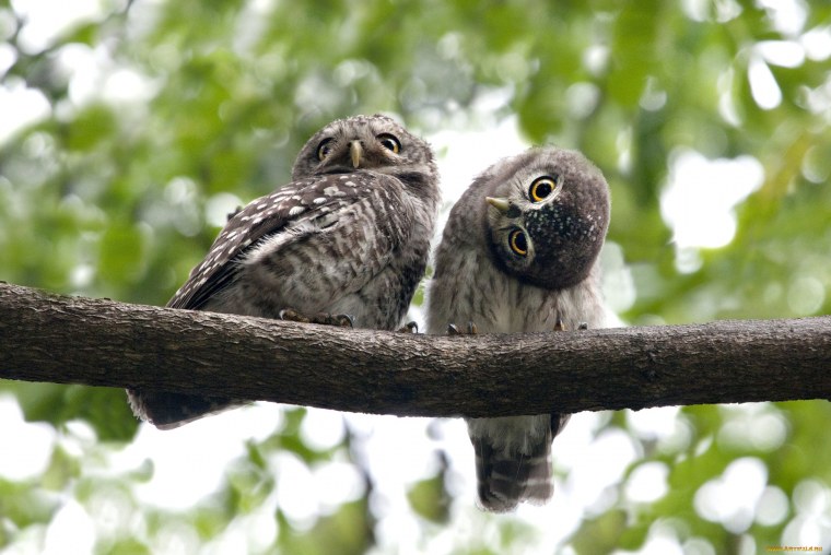 Смешные птицы