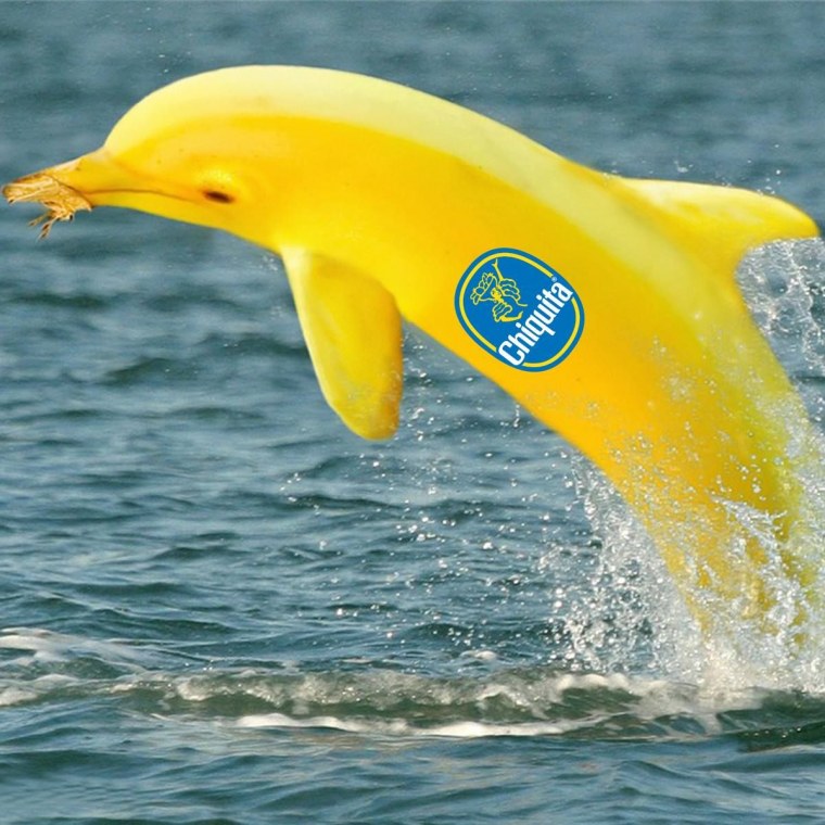 Цвет дельфина