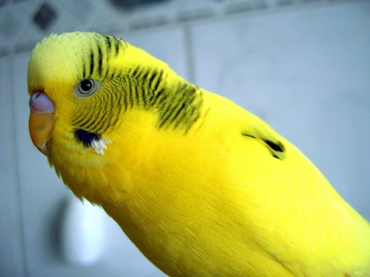 Желтенький волнистый попугайчик