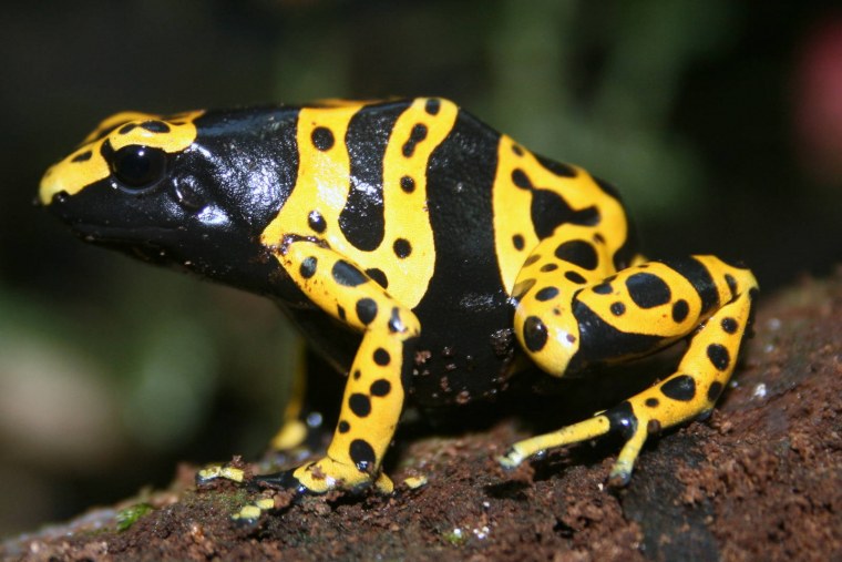 Лягушка черная с желтыми пятнами название