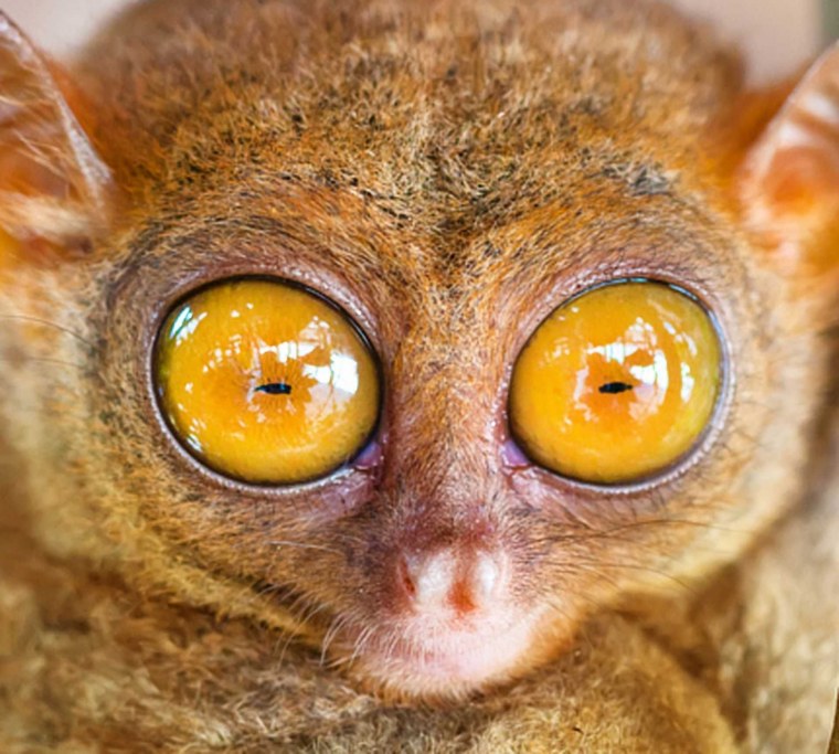 Глаза животных