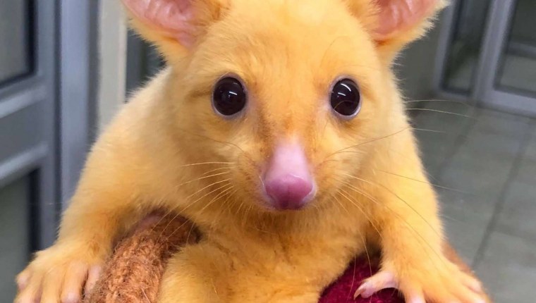 Зверек похожий на Пикачу