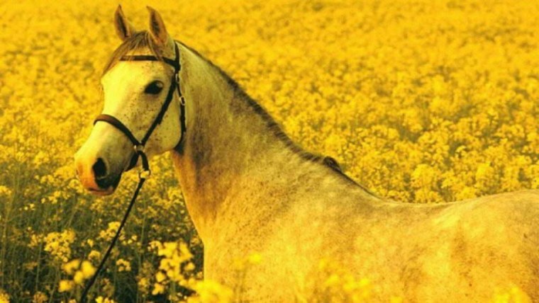 Желтая Земляная лошадь характеристика