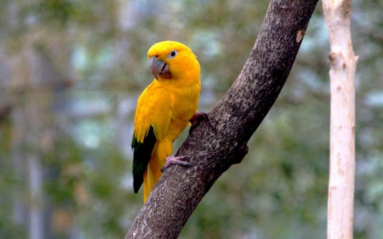 Попугай аратинга желтый
