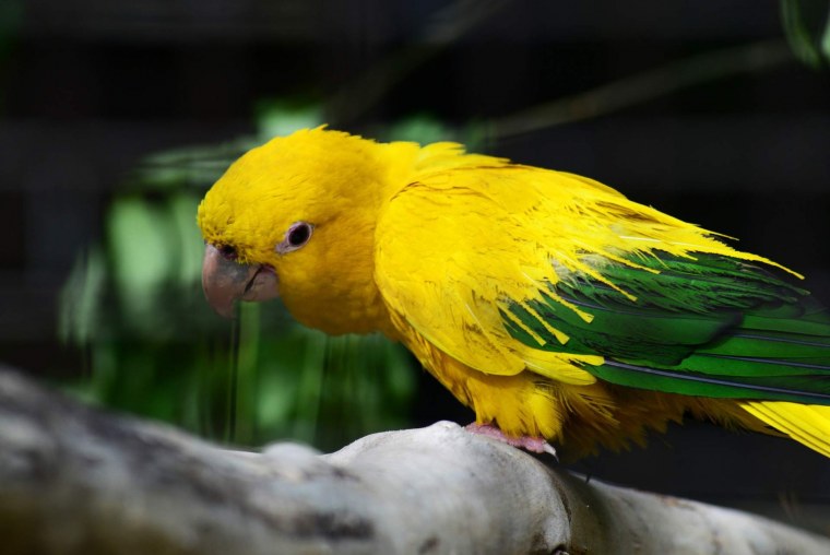 Golden Conure попугай