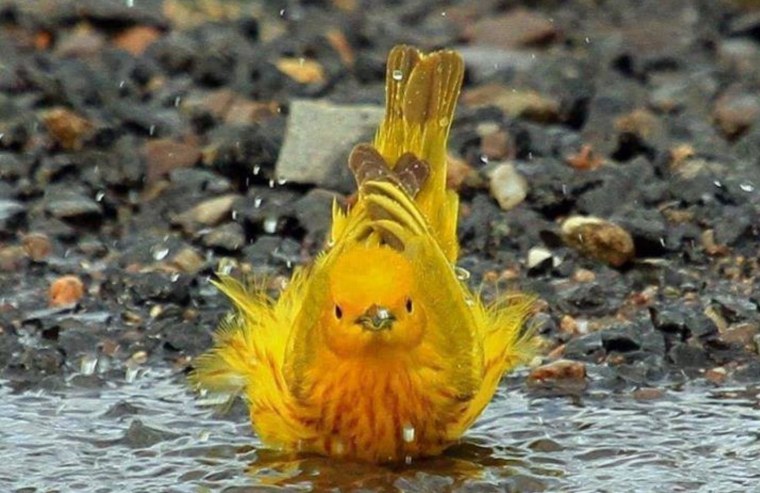 Животные желтого цвета в природе