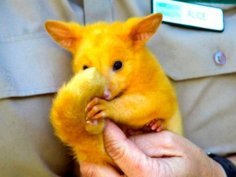 Поссум Пикачу